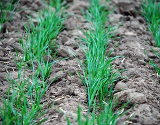 Для формування тонни насіння озимої пшениці потрібно 5,2 кг фосфору